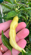 Chilli | Golden Crystal