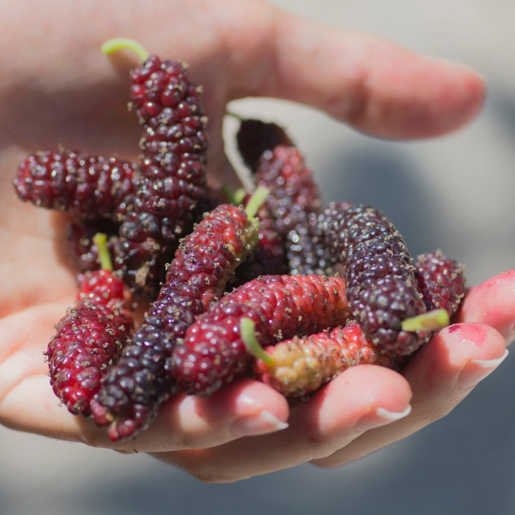 Mulberry | Pakistan Mulberry