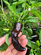 Chilli | Buena Mulata