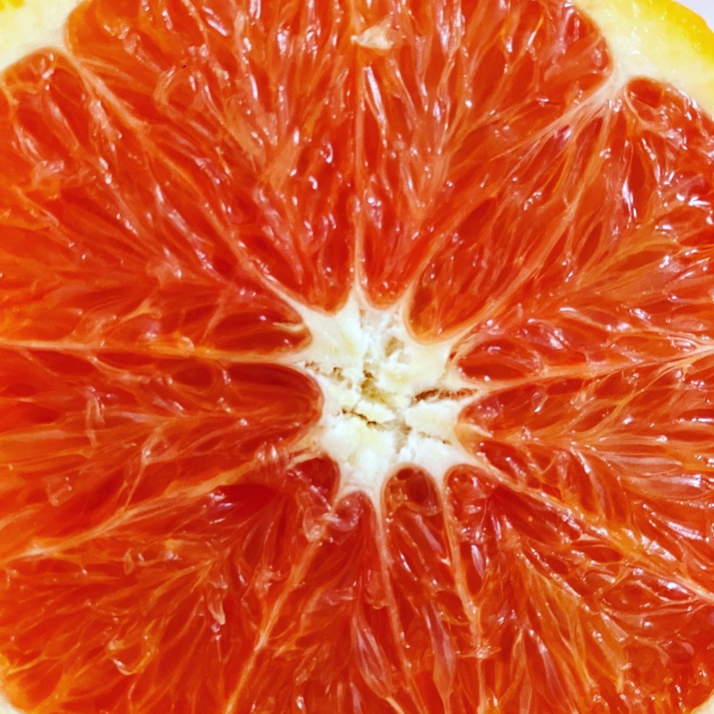 Orange | Cara Cara Blood Navel – Buy Now from Fruit Tree Cottage