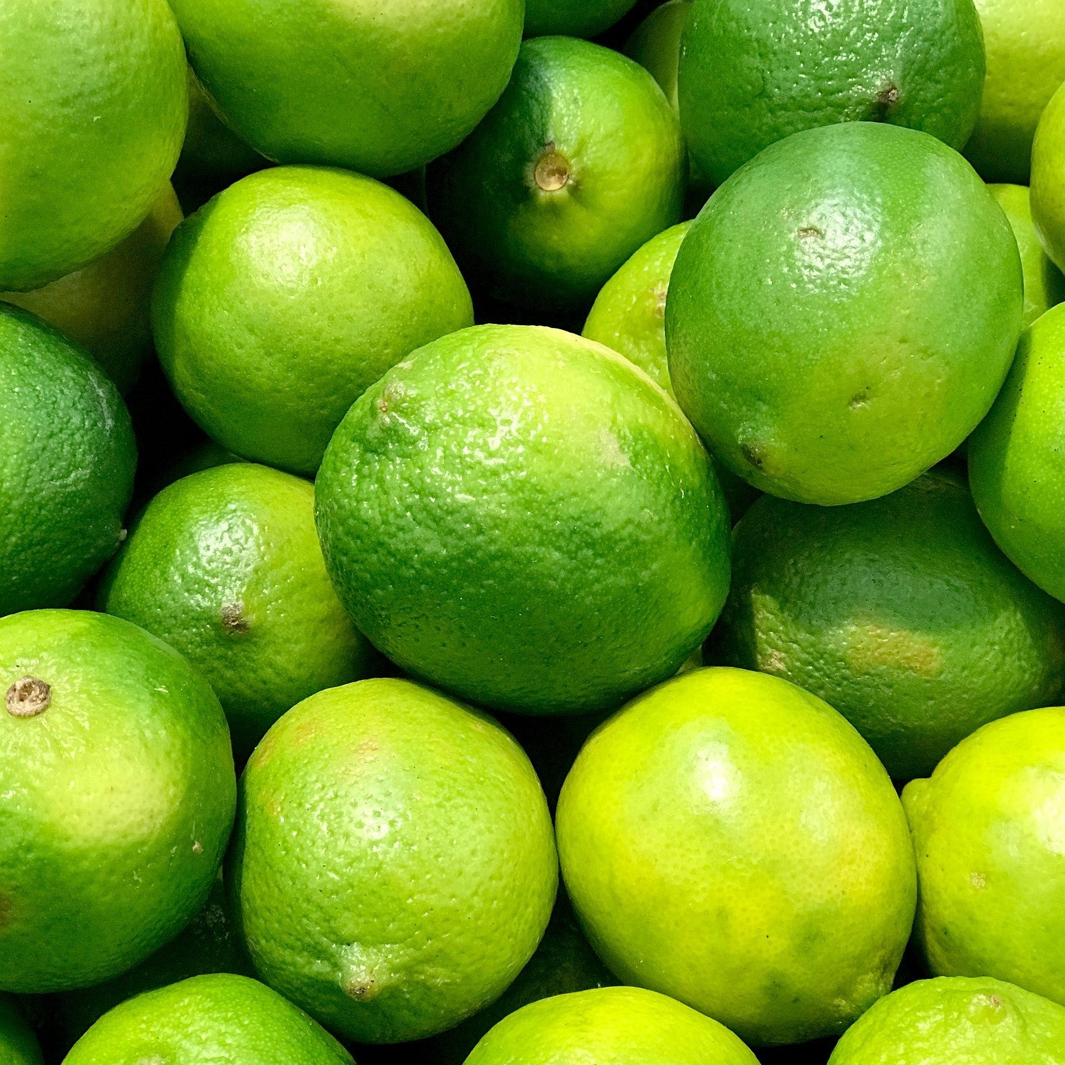 Lime | West Indian Lime – Buy Now from Fruit Tree Cottage