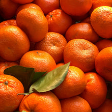 Load image into Gallery viewer, Citrus Bundle | Citrus Orchard Starter
