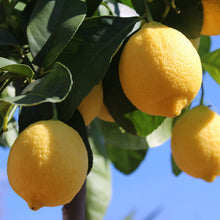 Load image into Gallery viewer, Citrus Bundle | Citrus Orchard Starter
